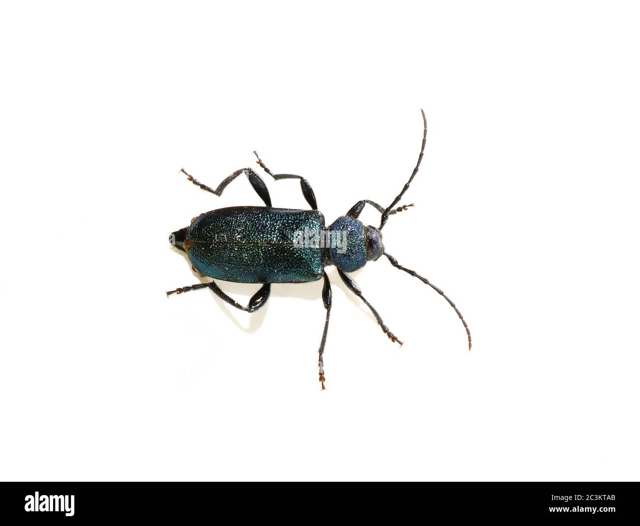 The metallic blue and violet longhorn beetle Callidium violaceum isolated on white background Stock Photo