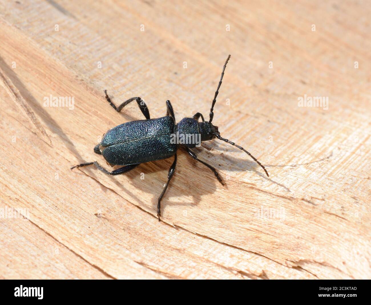 The metallic blue and violet longhorn beetle Callidium violaceum on a piece of wood Stock Photo