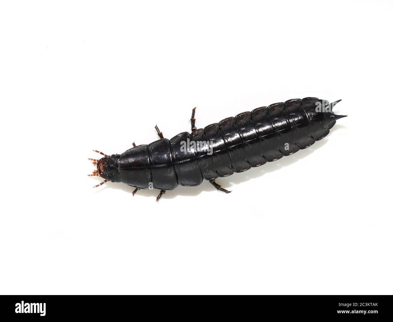 Carabus larva hi-res stock photography and images - Alamy Carabus larva hi-res stock photography and images - Alamy