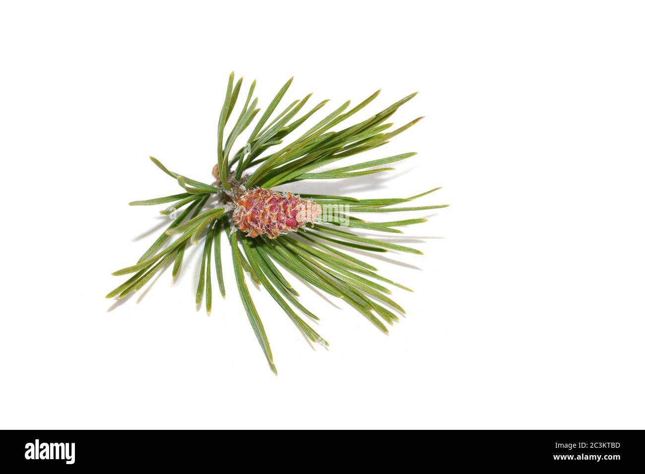 Branch from pine tree with red young cones on white background Stock Photo