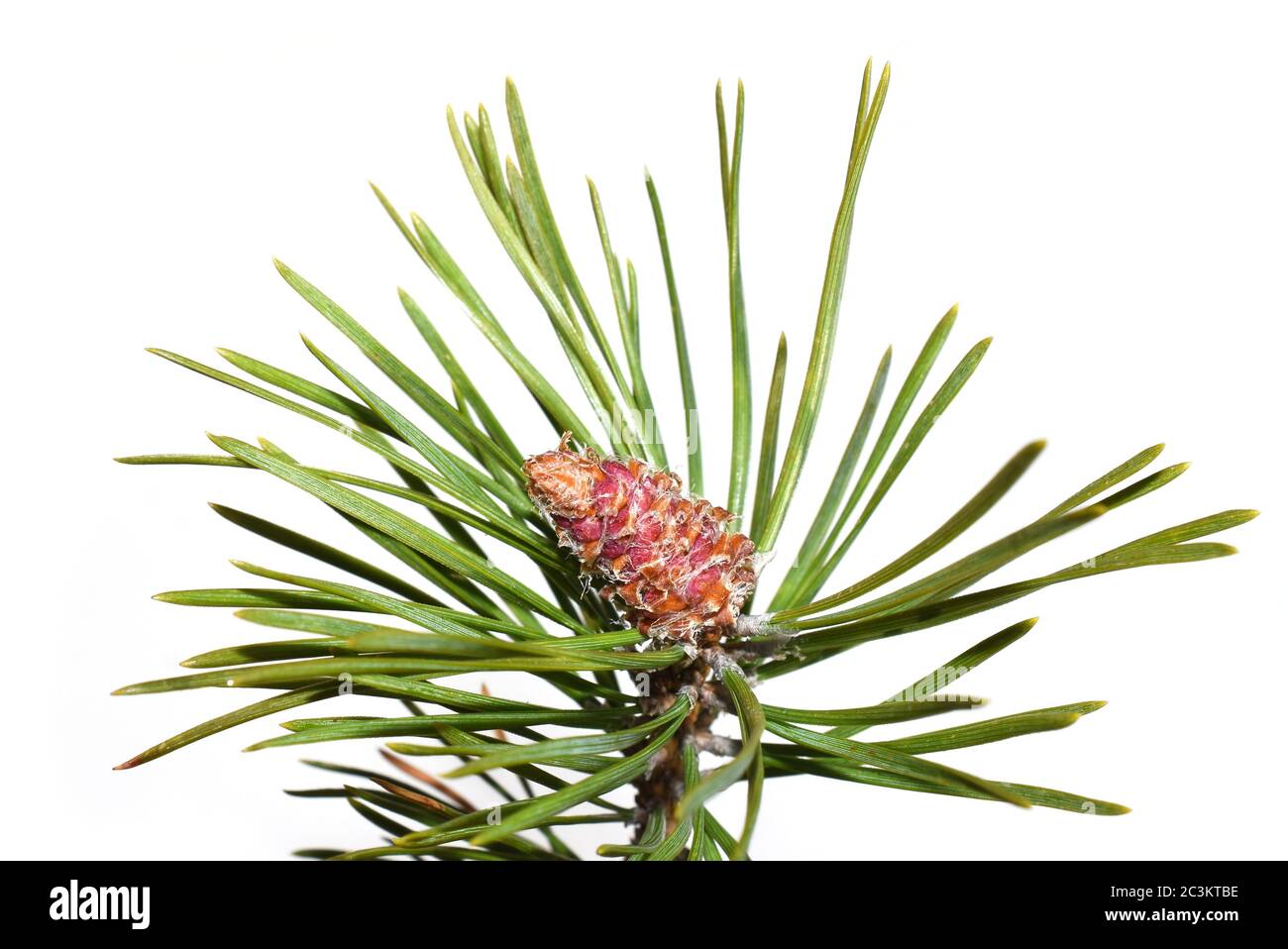 Branch from pine tree with red young cones on white background Stock Photo