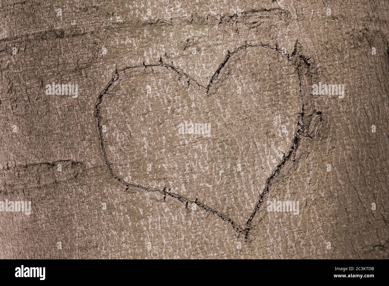 Closeup shot of a heart carved on the trunk of a tree - good for a background Stock Photo