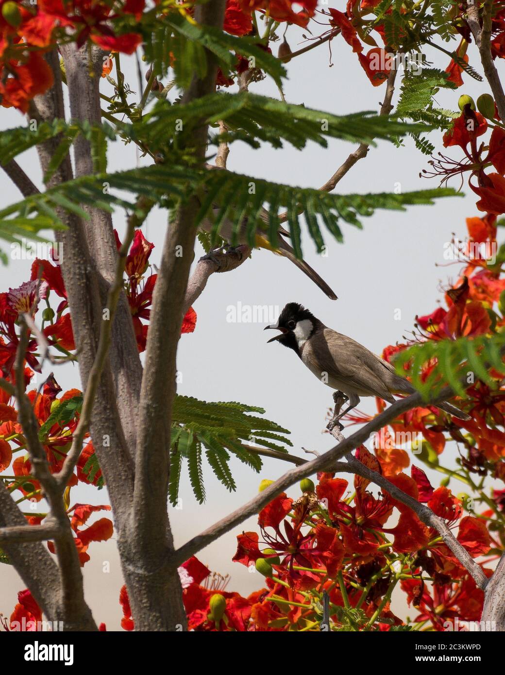 White Eared Bulbul in a Royal Poinciana Tree Stock Photo - Alamy
