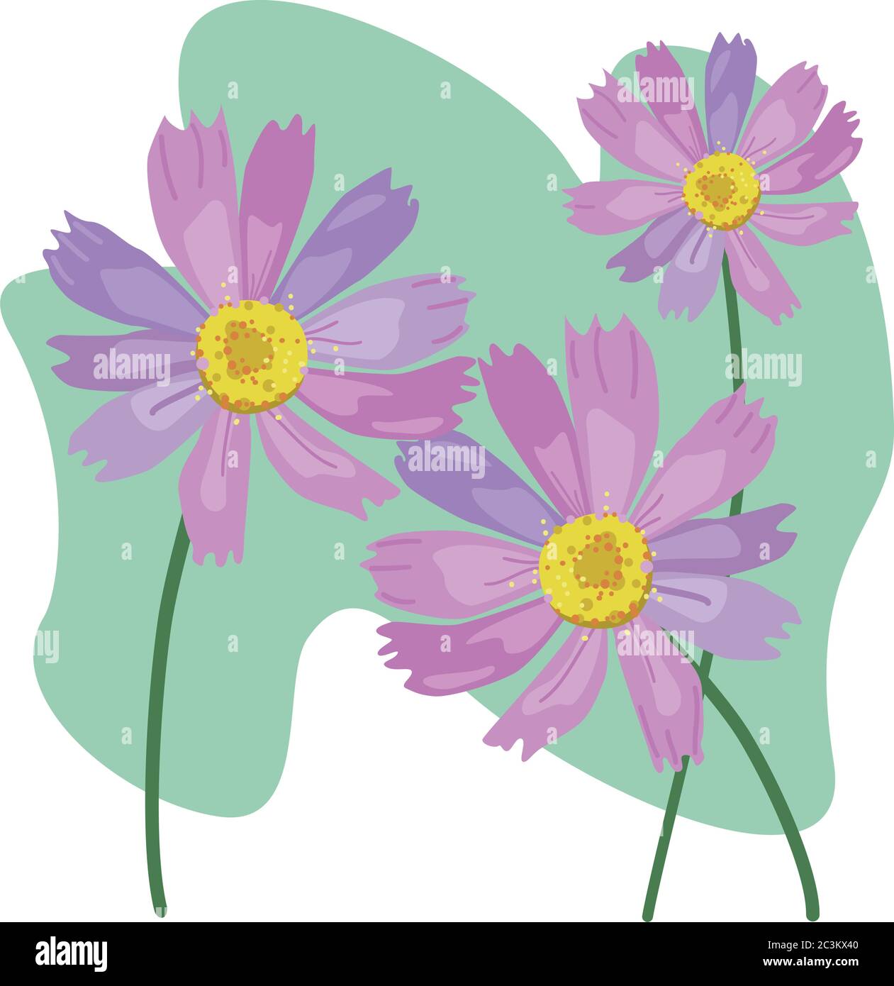 Vector hand drawn Pyrethrum, abstract floral design. Decorative botanical illustration. Chrysanthemum flowers illustration. Tanacetum blooming flowers Stock Vector
