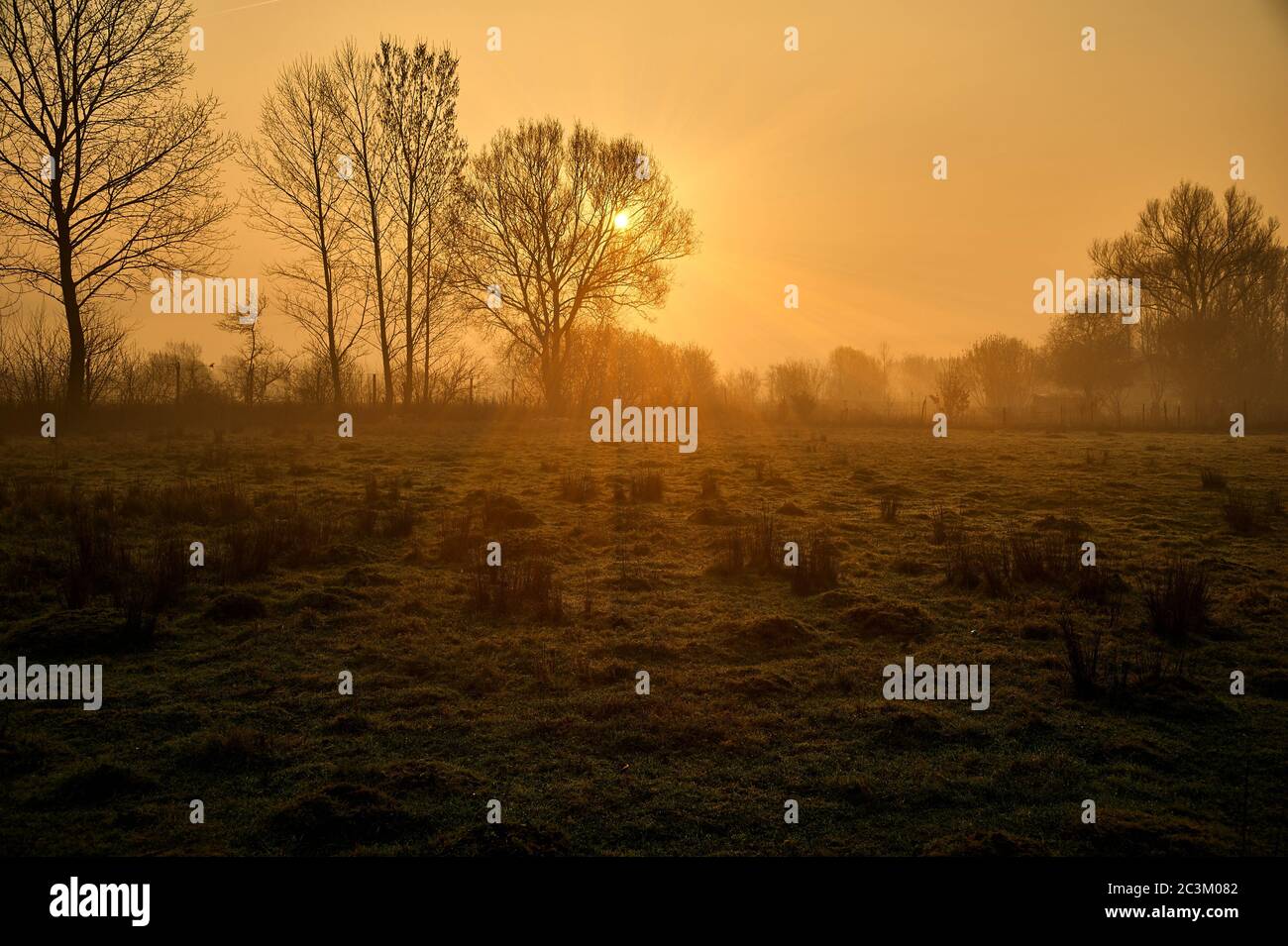 Silhouette of trees with sunlight shining on the field Stock Photo - Alamy
