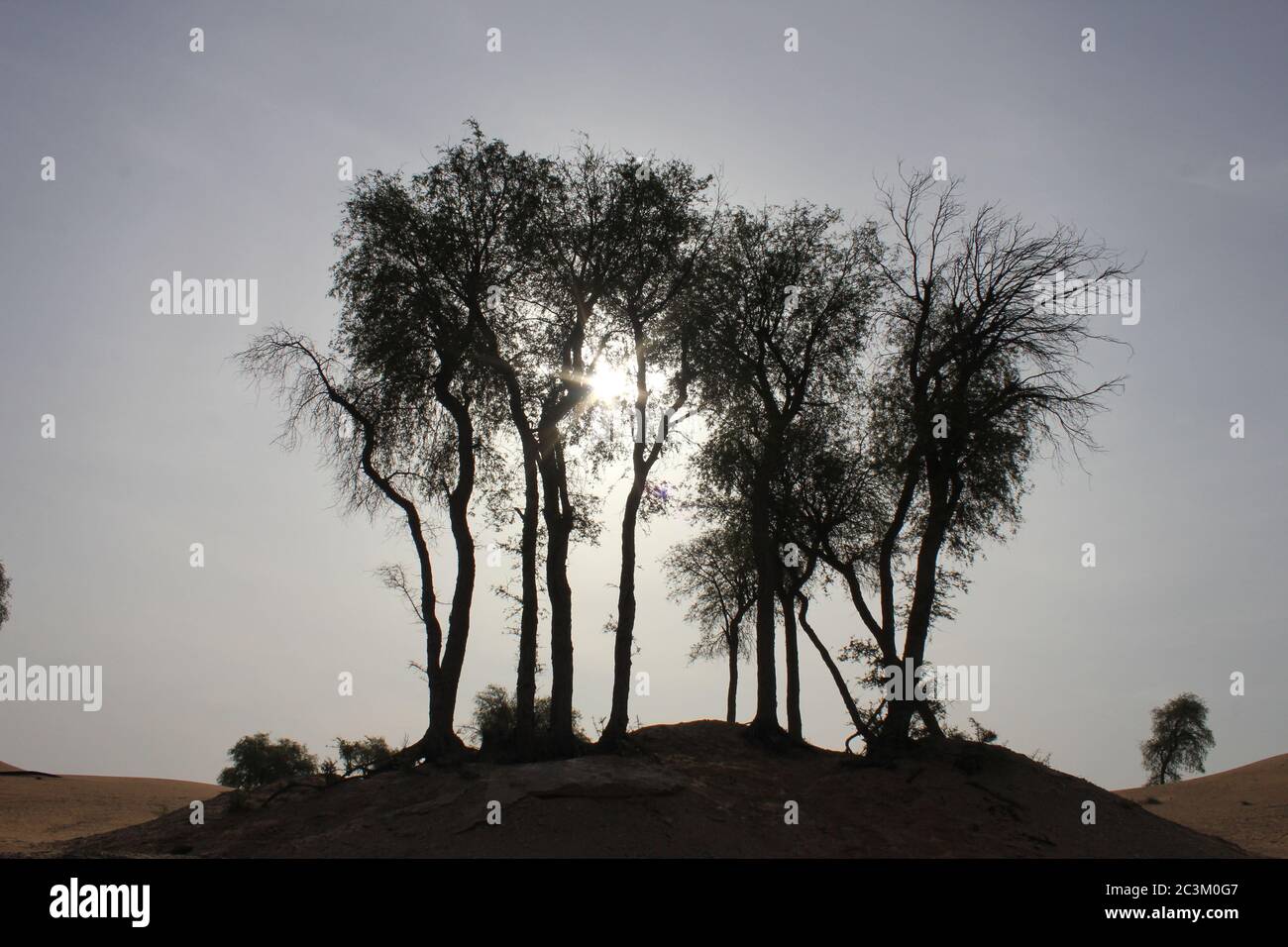 Drought resistant evergreen Ghaf trees (Prosopis cineraria) in Arabian
