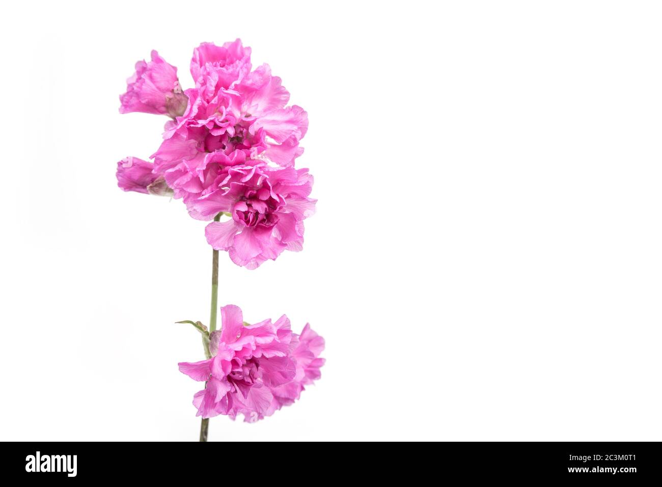 Blue Iris flower on a white background. Kaempferov Iris pseudacorus Stock Photo