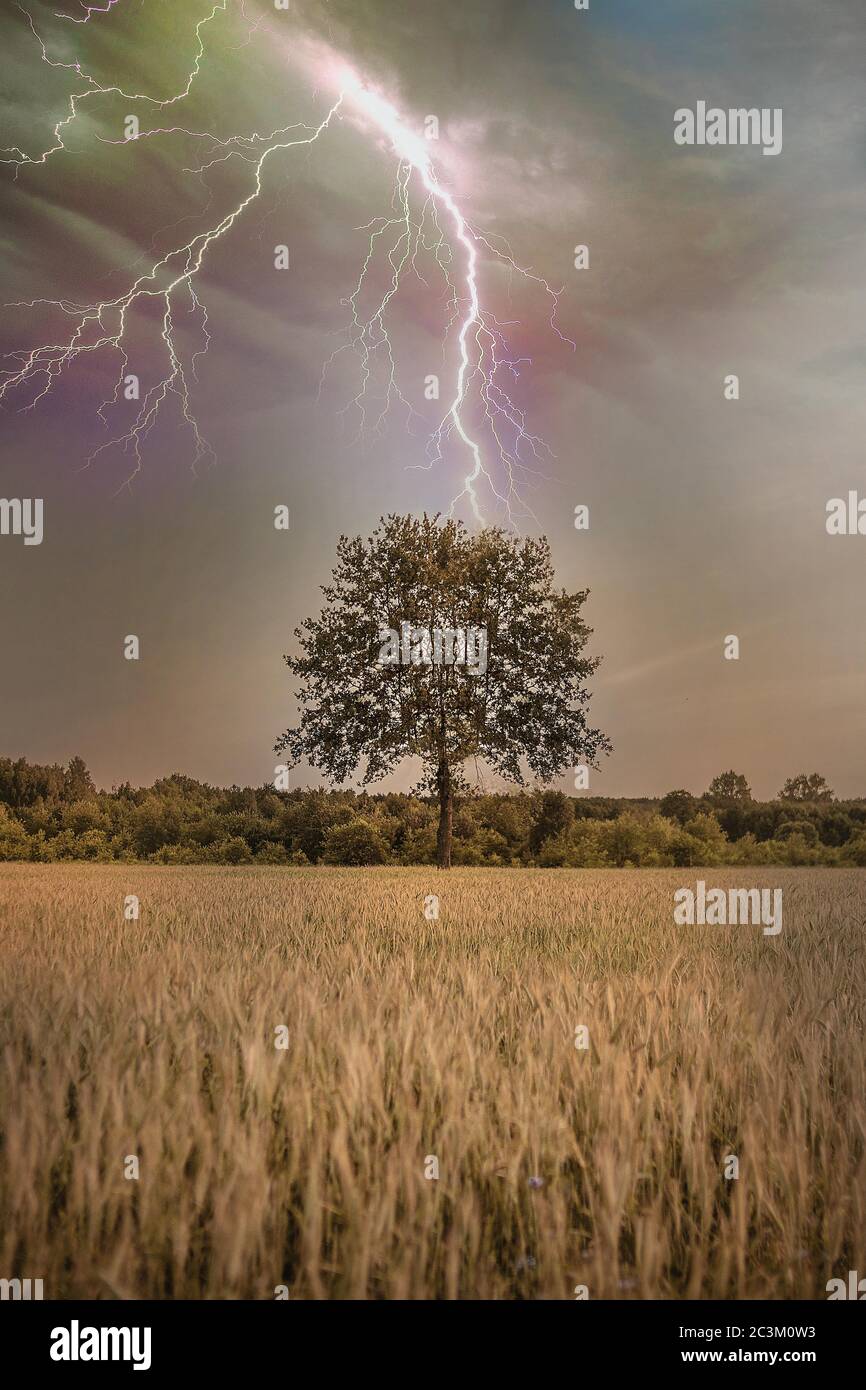 Single tree in stormy clouds of blue hi-res stock photography and ...