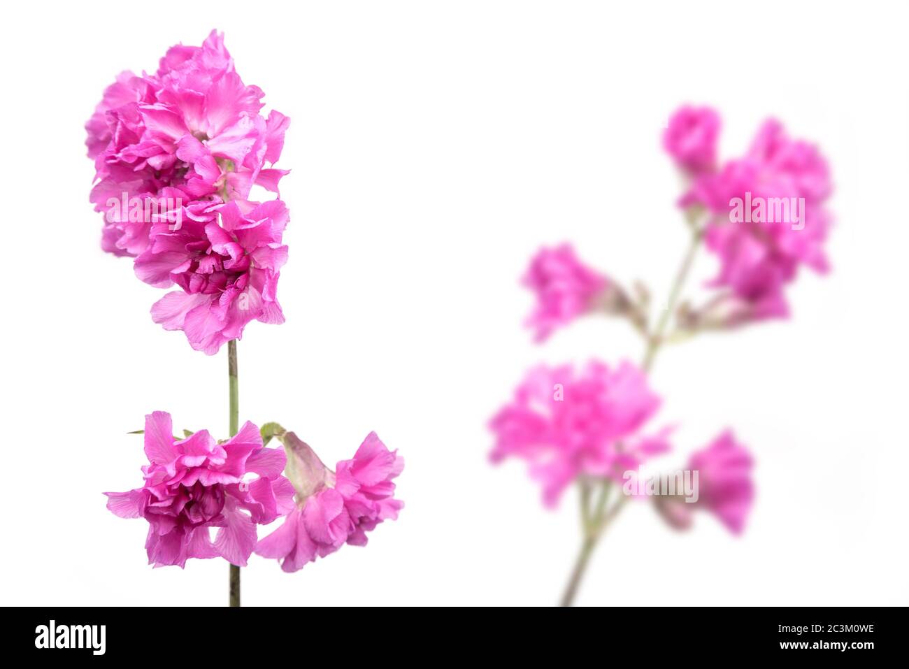 Blue Iris flower on a white background. Kaempferov Iris pseudacorus Stock Photo
