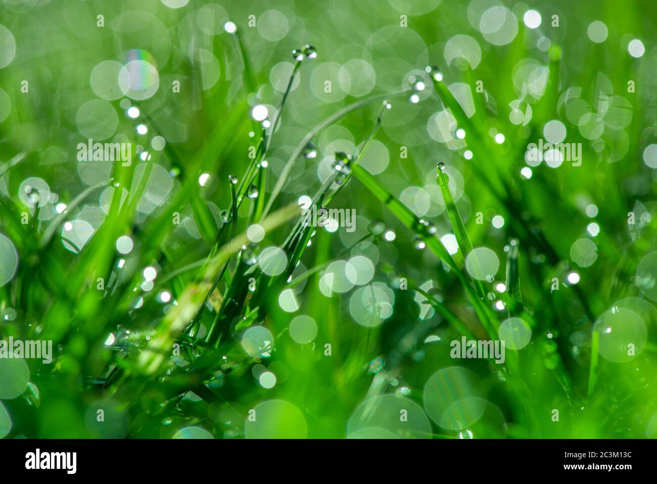 Fresh green grass with dew drops in sunshine and bokeh. Abstract blurry background. Nature background. copy space. Stock Photo