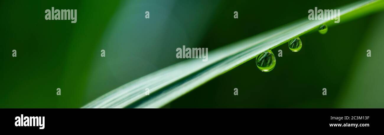 close-up water drops on the green grass. Stock Photo