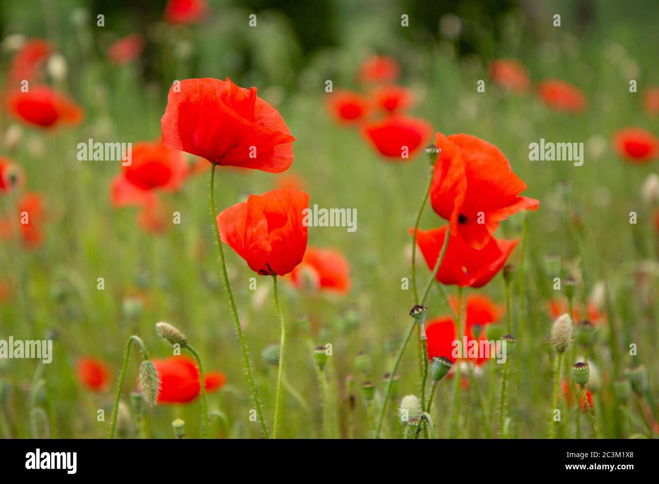 Red poppy flowers in a meadow. (The flowers of the common poppy – also called field or corn poppy – Papaver rhoeas.) Shot in 2016 in Slovakia. Stock Photo