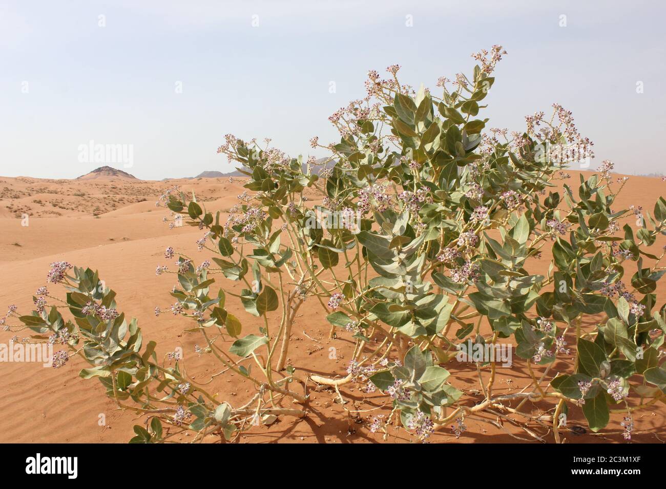 Apple of Sodom (Calotropis procera) plant thriving in arid Arabian desert sand dunes. This is a drought resistant and evergreen desert wild plant. Stock Photo
