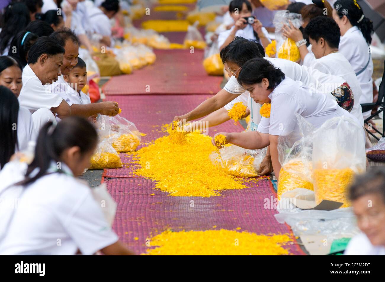 PATHUM THANI - JANUARYÊ27: Followers preparing the road for 1,128 monks wandering 460km through Bangkok and surroundings on yellow petals on JanuaryÊ2 Stock Photo