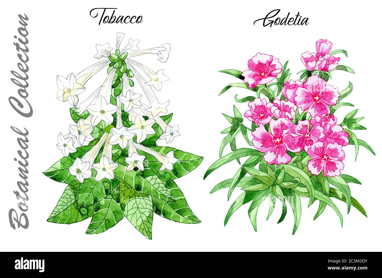 Tobacco flower illustration hi-res stock photography and images