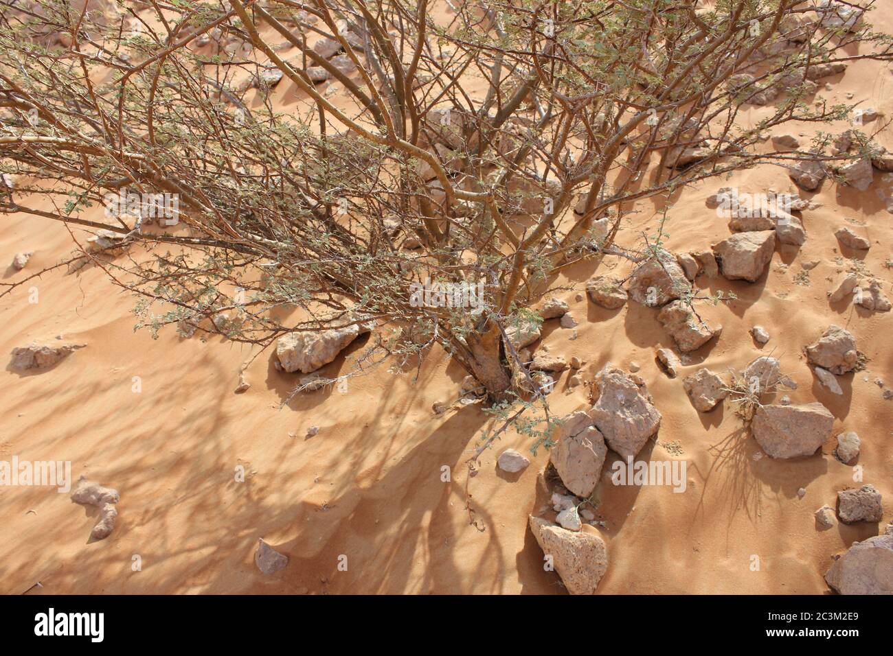 Umbrella Thorn Acacia (Acacia tortilis) tree grows in arid Arabian