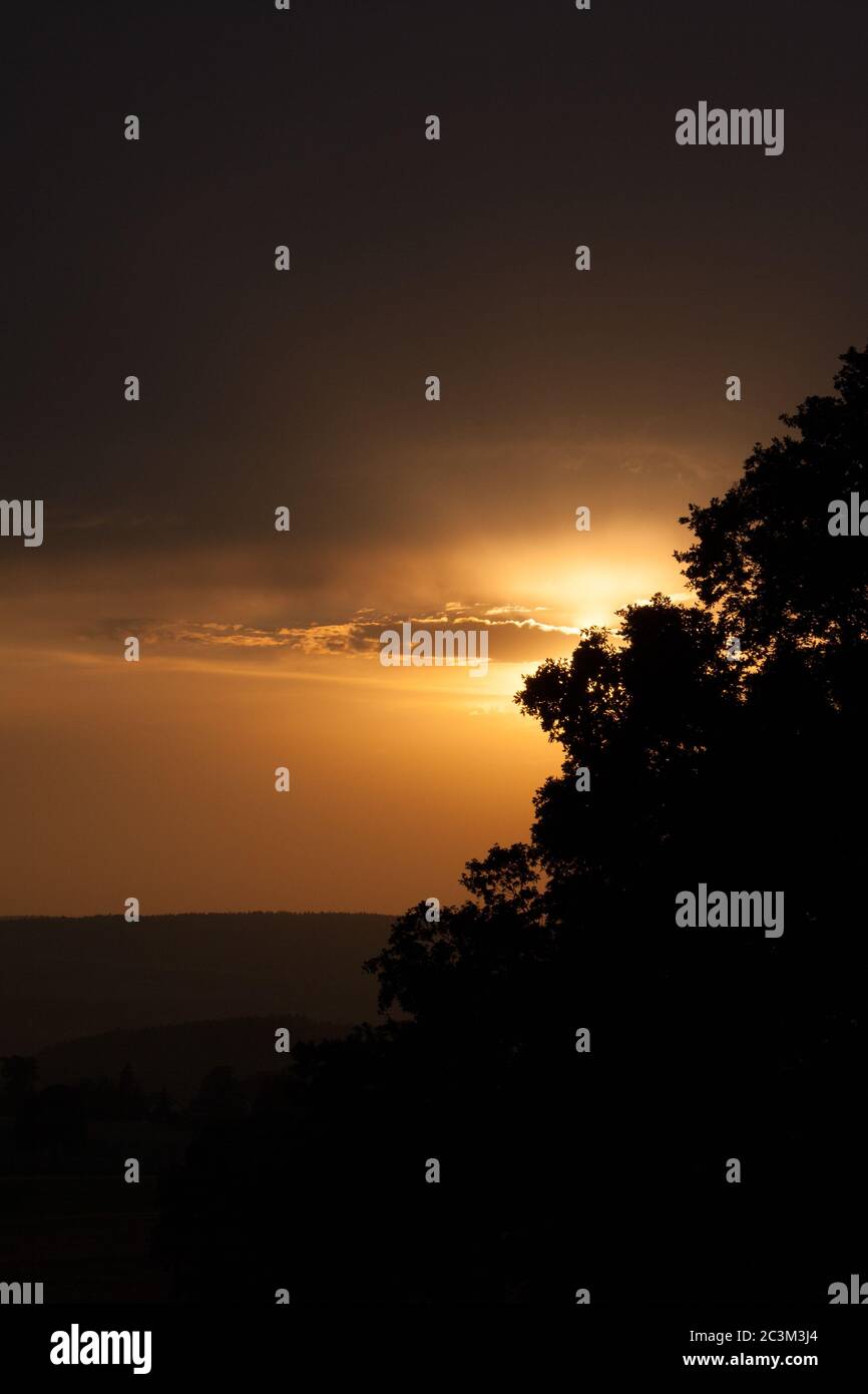 Vertical shot of silhouettes of trees with the golden sunset sky in the ...