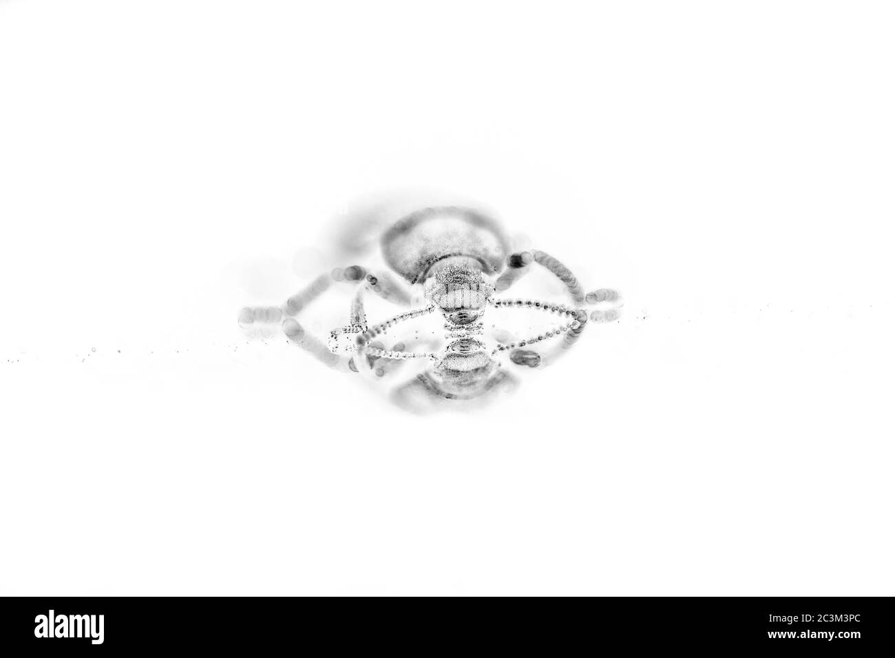 Bug Macro Negative Stock Photo - Alamy