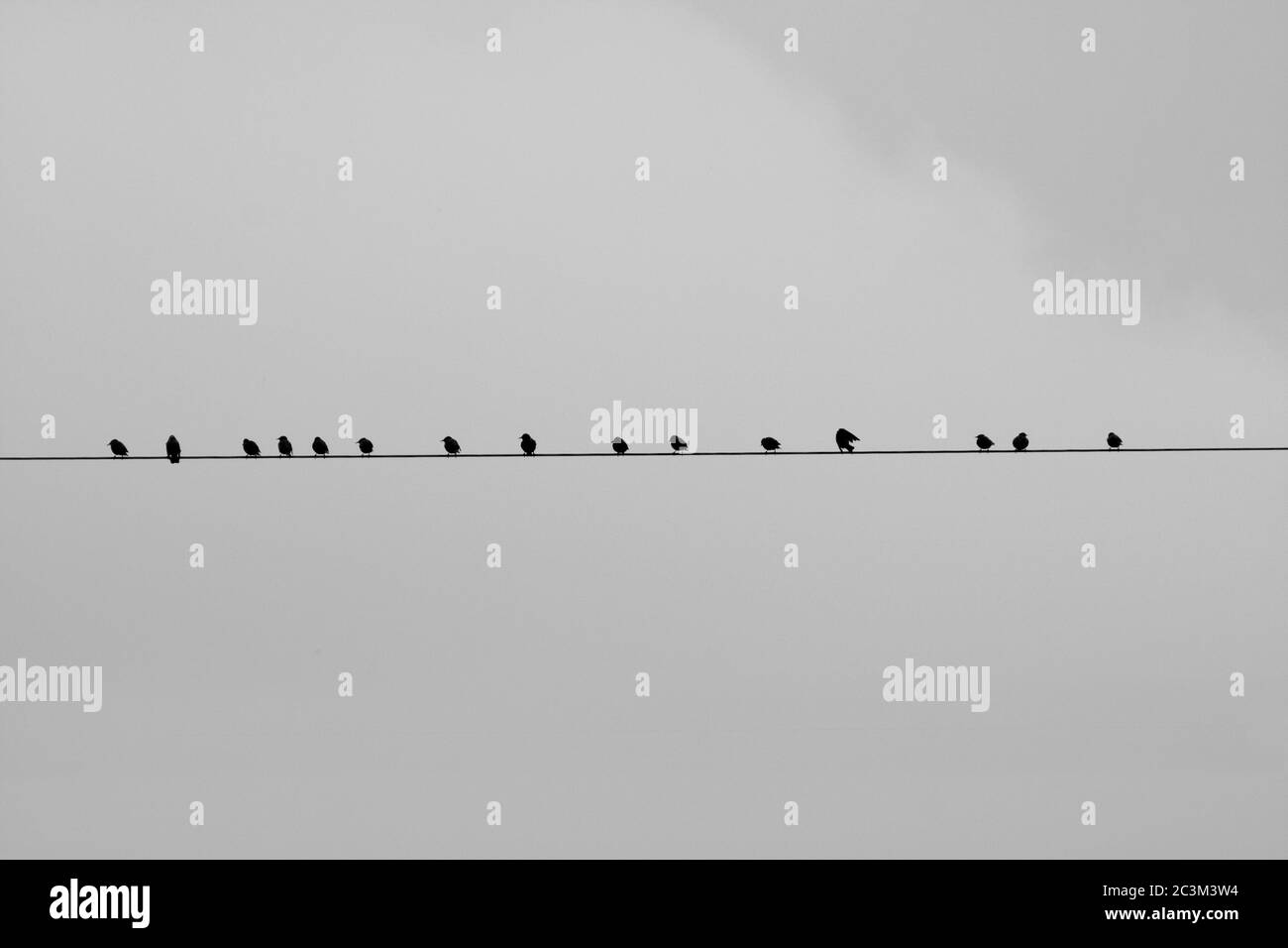 Birds sitting on a wire with a grey background Stock Photo - Alamy