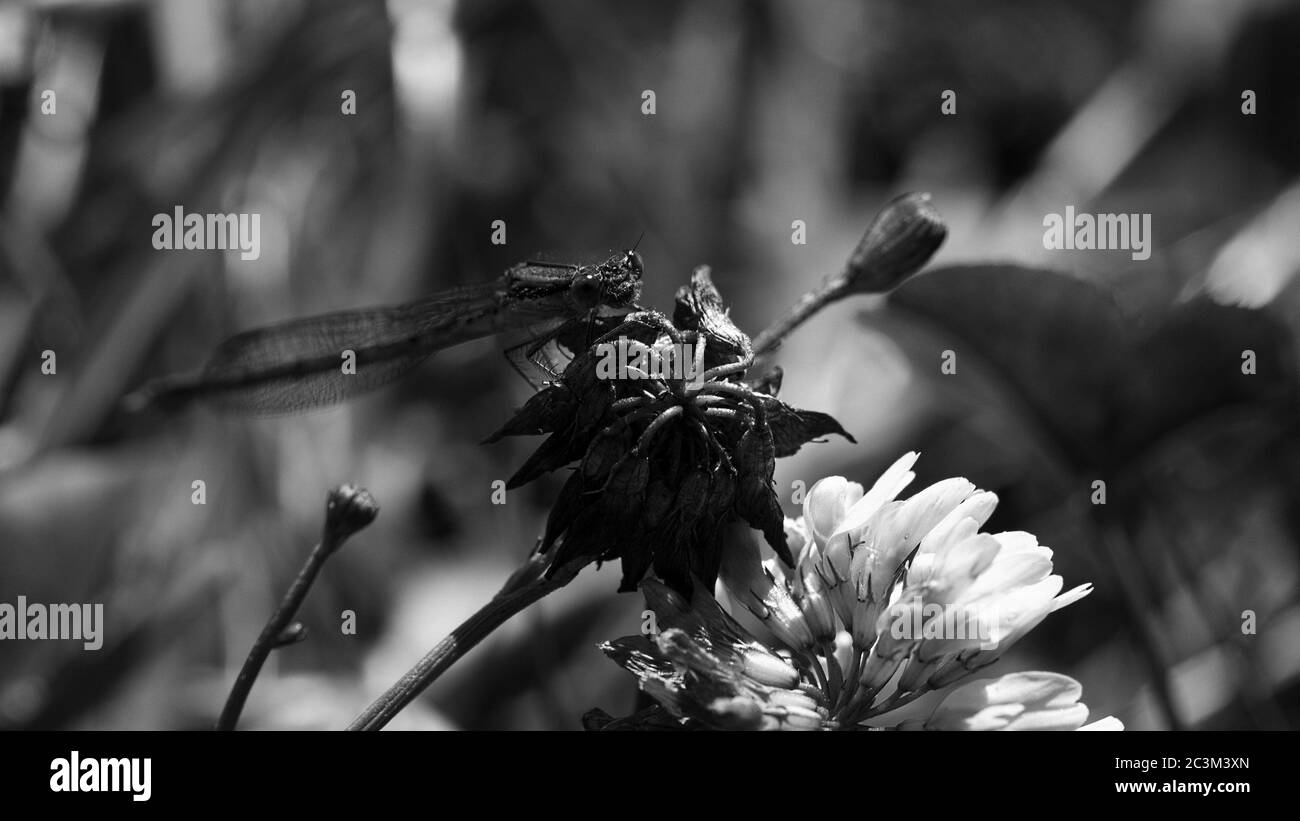 Greyscale closeup shot a dragonfly sitting on a branch Stock Photo - Alamy