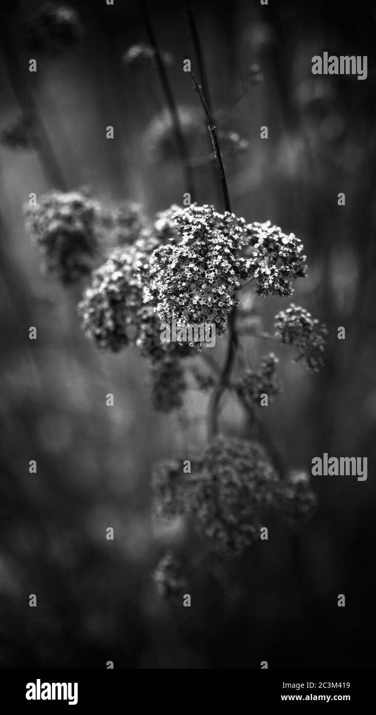Wild flower black and white Stock Photo - Alamy