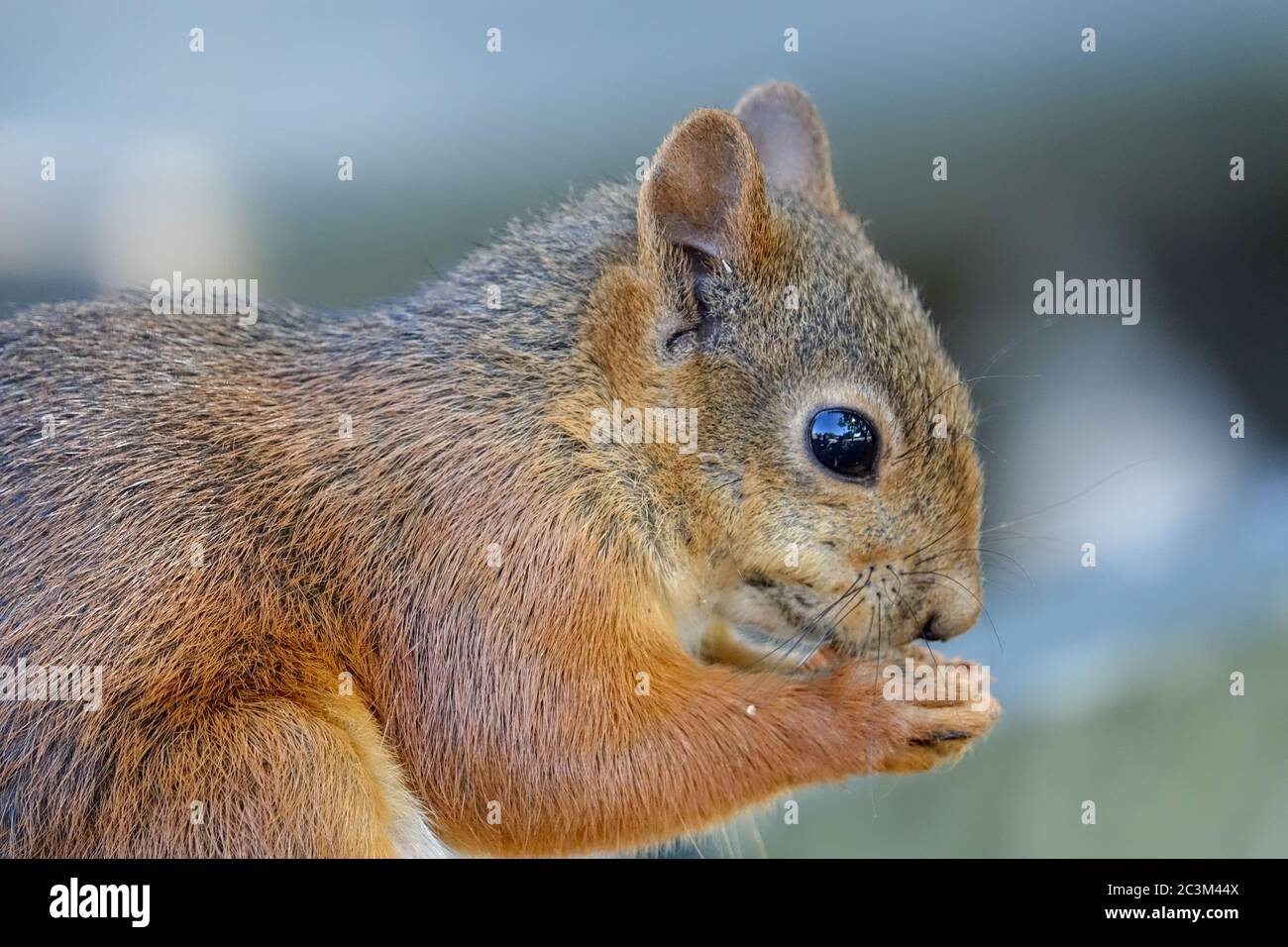 City squirrel eating Stock Photo Alamy