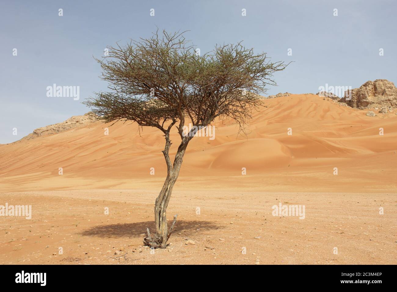 Umbrella Thorn Acacia (Acacia tortilis) tree grows in arid Arabian desert sand dunes. The native plant is browsed by camels, goats and wildlife. Stock Photo