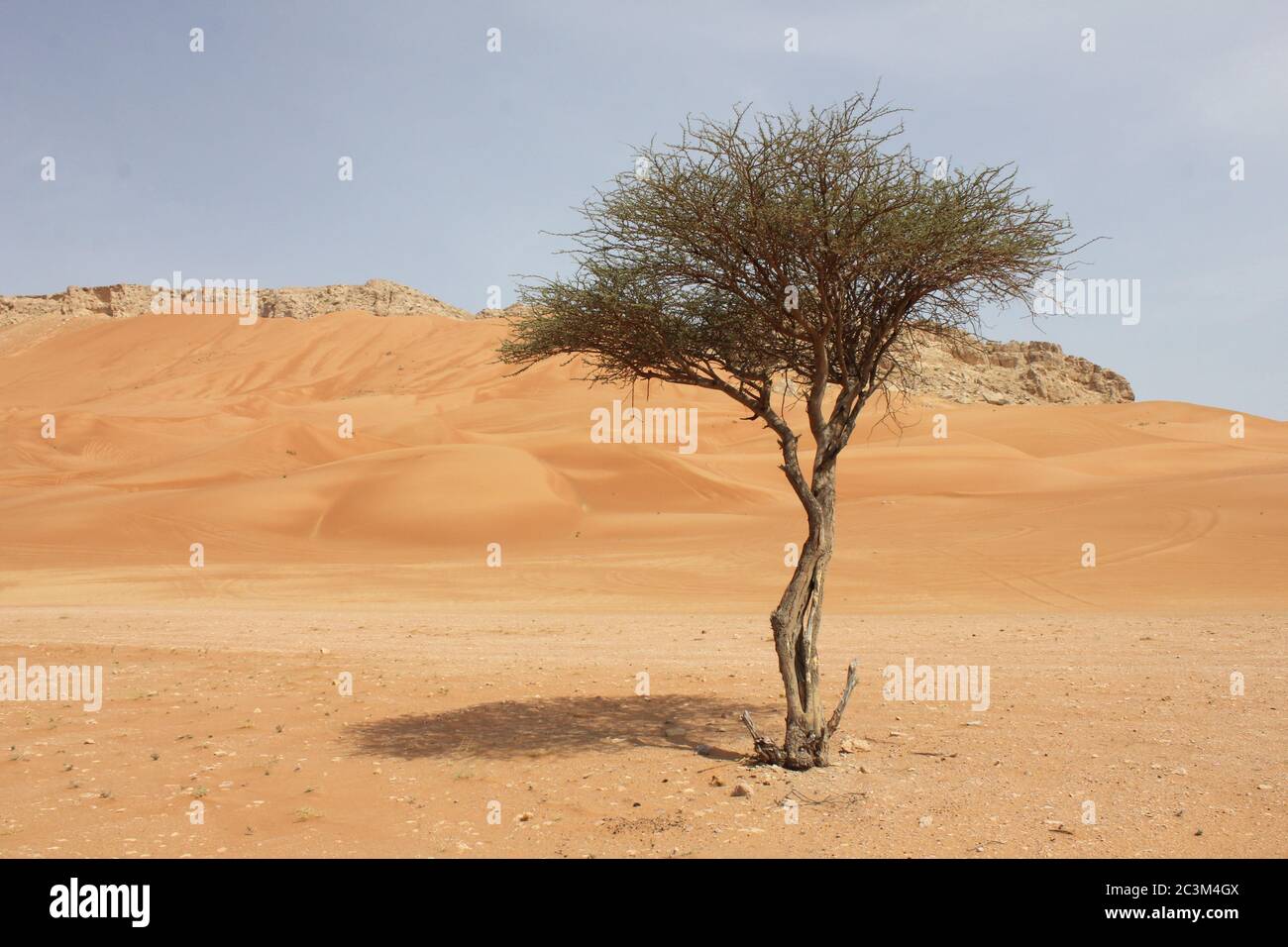 Umbrella Thorn Acacia (Acacia tortilis) tree grows in arid Arabian desert sand dunes. The native plant is browsed by camels, goats and wildlife. Stock Photo