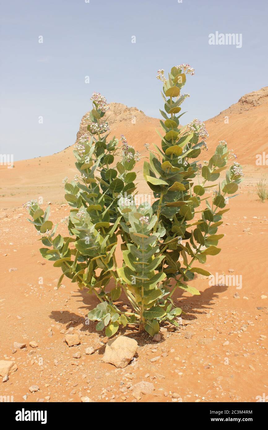 Apple of Sodom (Calotropis procera) plant thriving in arid Arabian desert sand dunes. This is a drought resistant and evergreen desert wild plant. Stock Photo