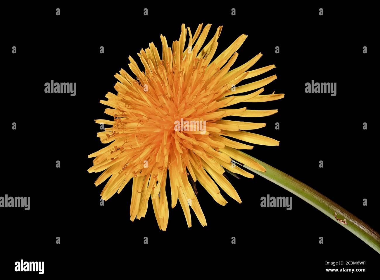 Dandelion - Taraxacum officinale - on black background - from left - side view - isolated - as background Stock Photo