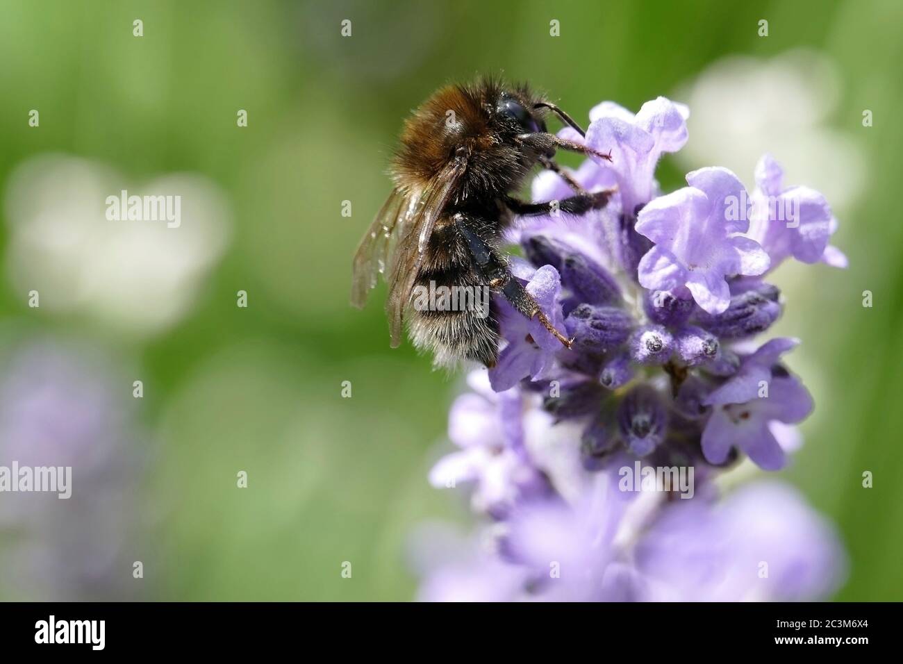 Bees on a blue lilac flower detailed photo background Stock Photo