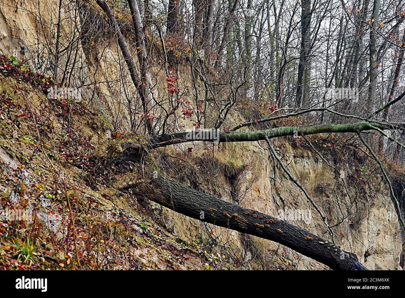 Steep bank 'Brodtener Ufer' on Timmendorfer Strand Lübeck - fallen tree trunk Stock Photo