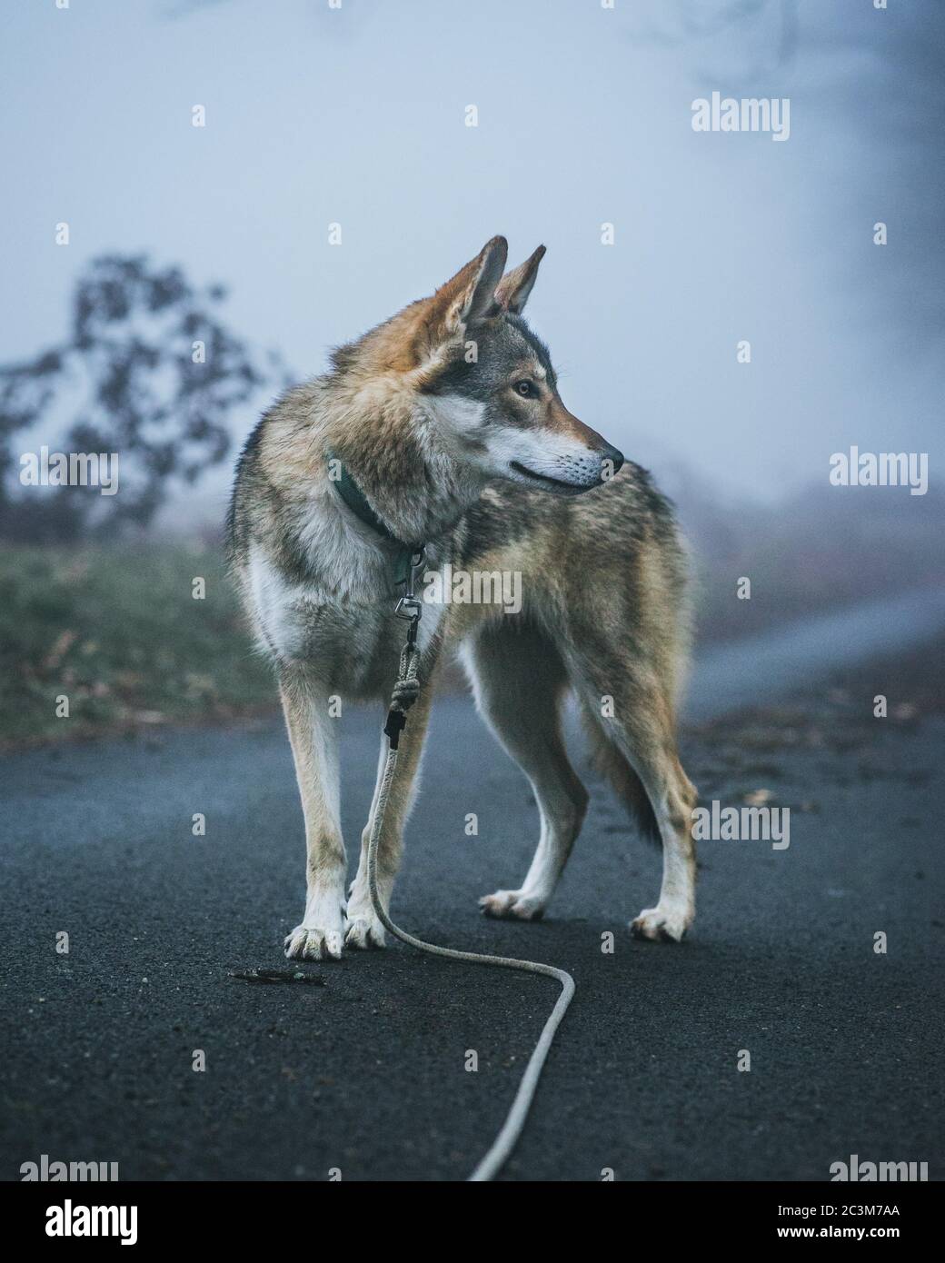 wolfdog france