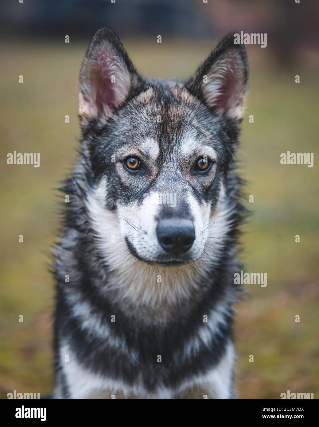 wolfdog france