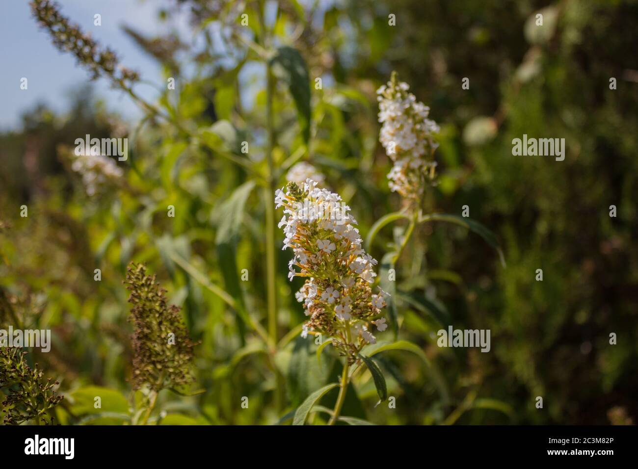Wild flowers in the summer park Stock Photo - Alamy