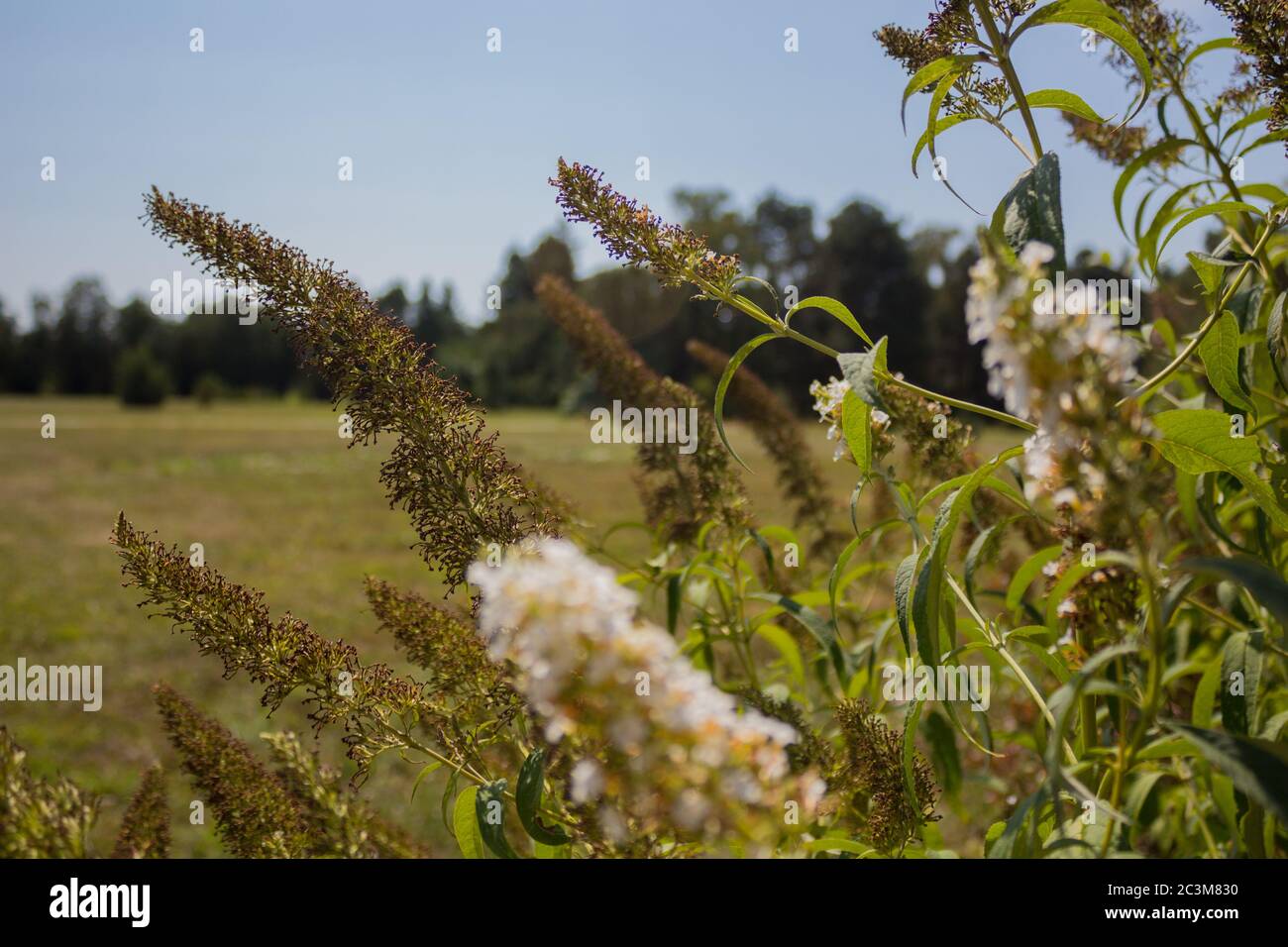 Wild flowers in the summer park Stock Photo - Alamy