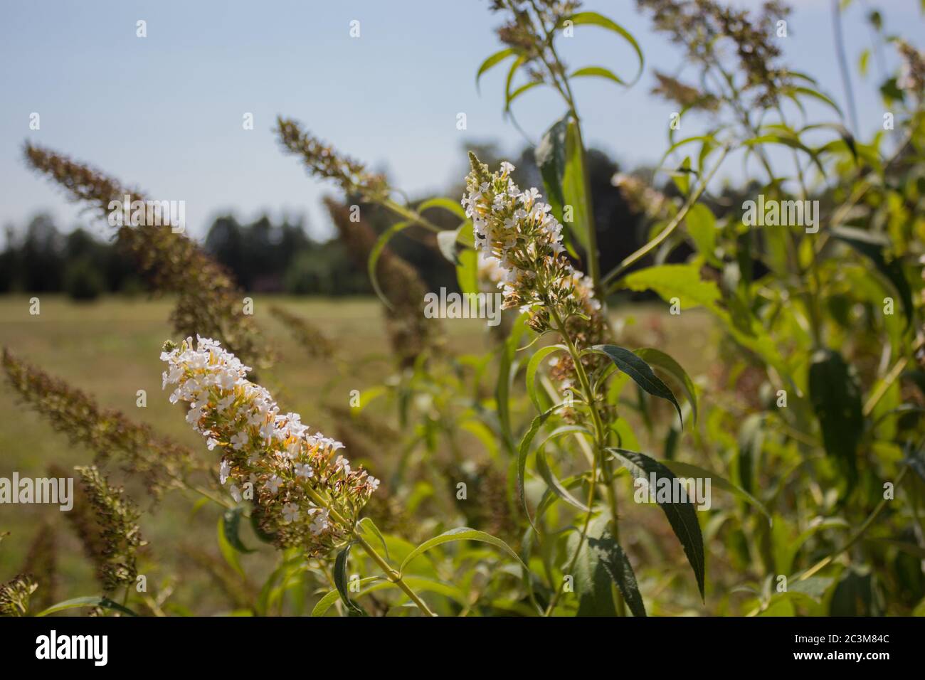 Filed wild flowers hi-res stock photography and images - Alamy