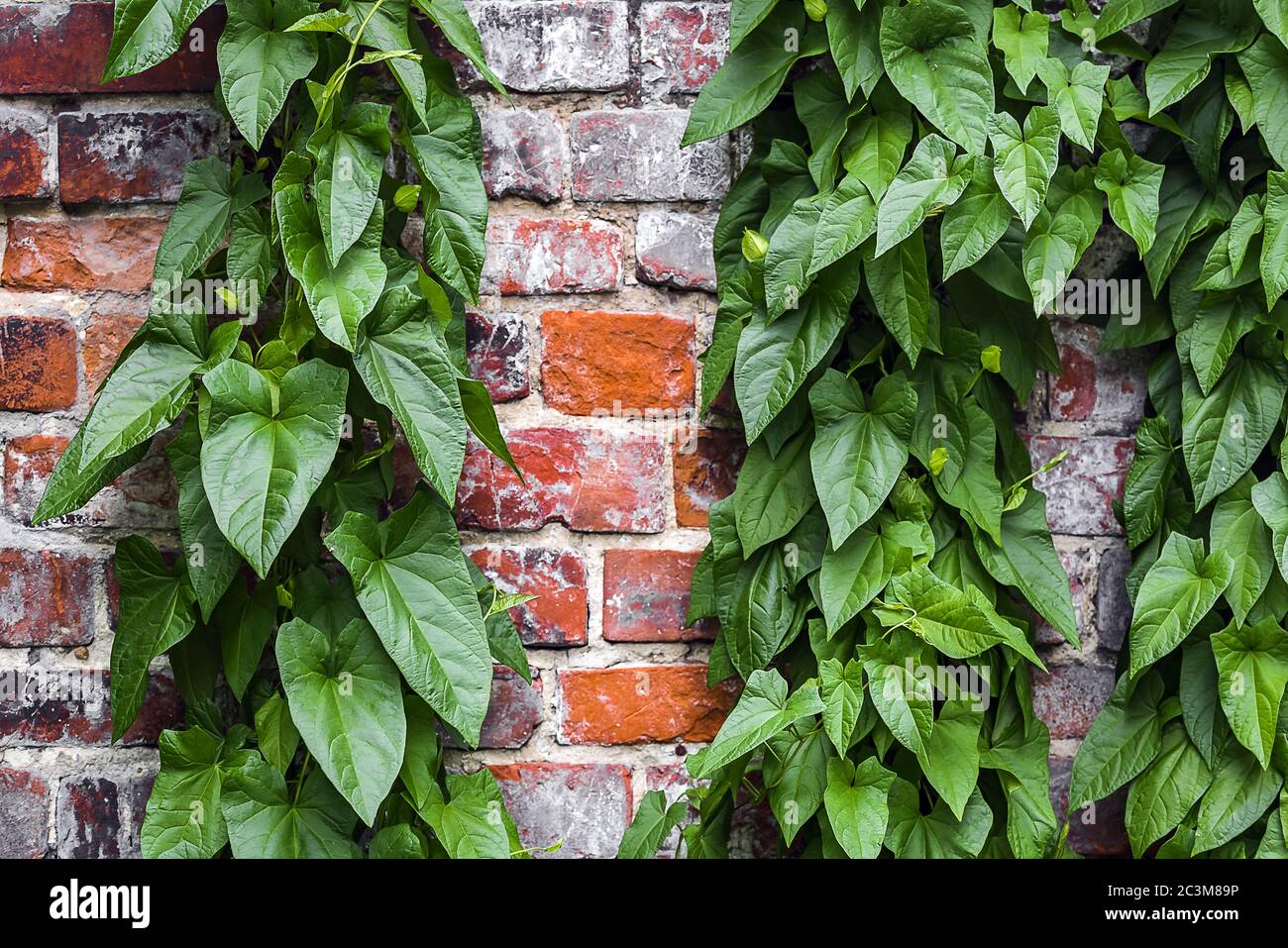 Climbing plant concrete wall hires stock photography and images Alamy