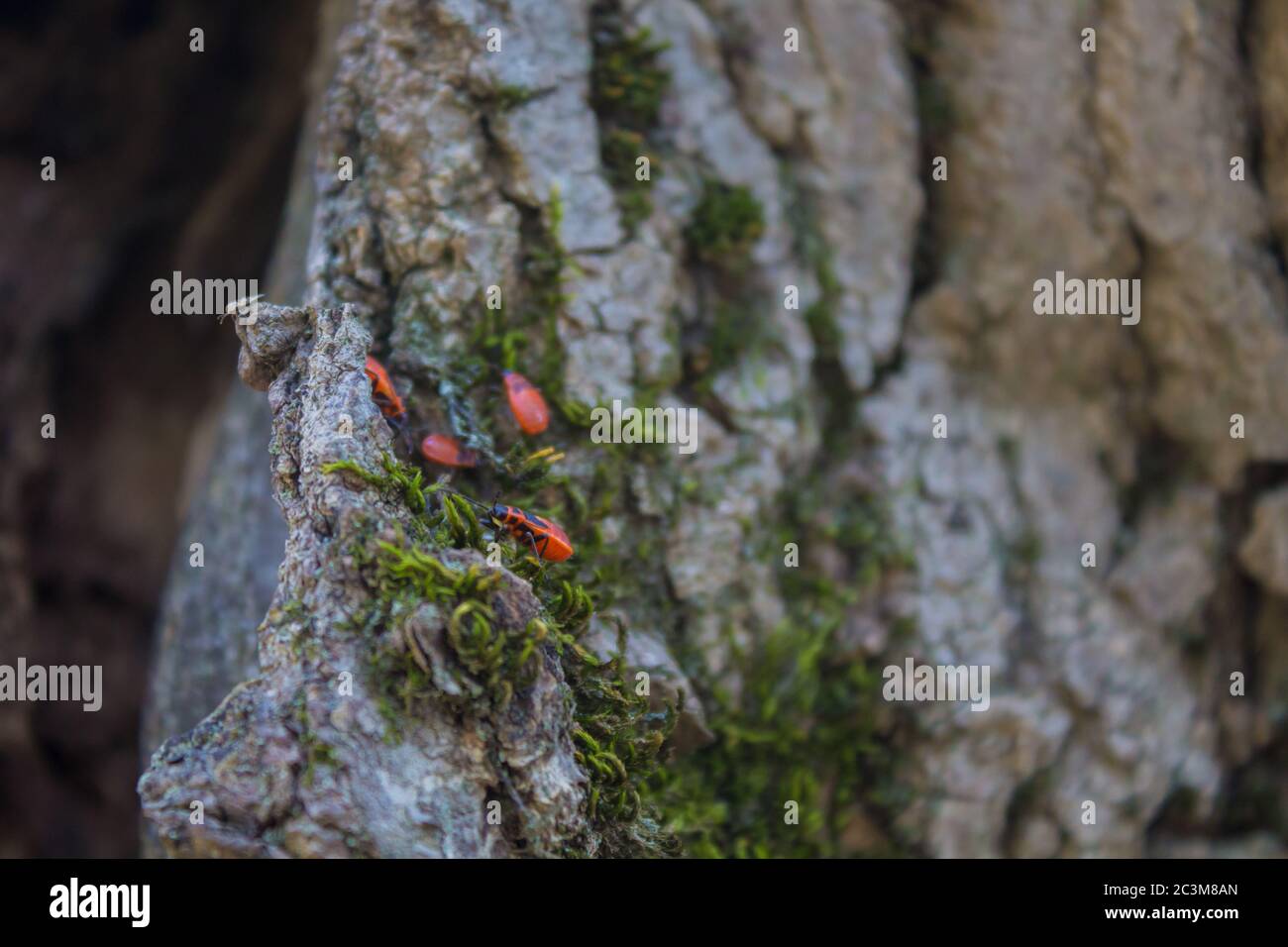 Group of firebugs on the tree Stock Photo - Alamy