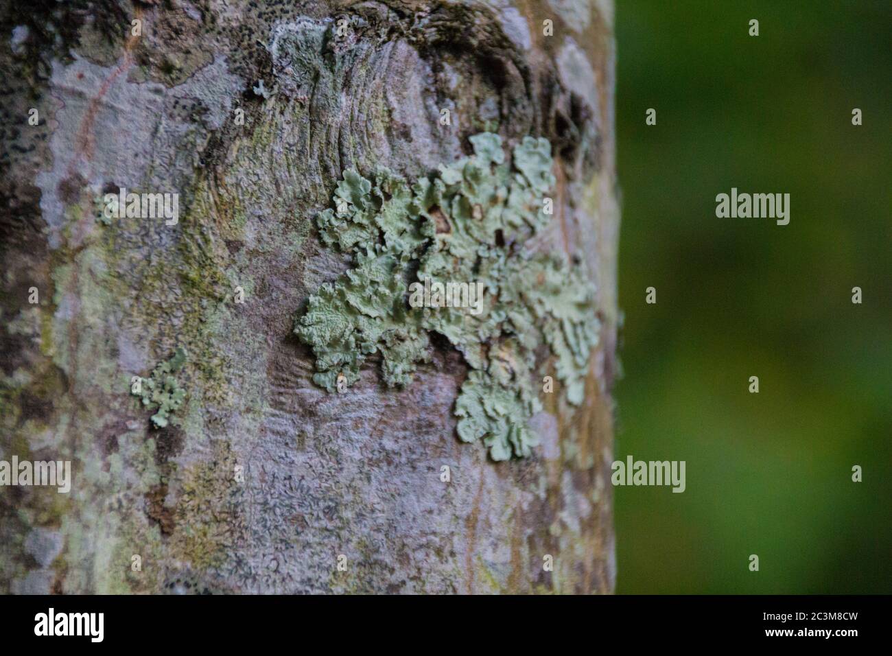 Moss on the tree. Mosses are small flowerless plants that typically grow in dense green clumps or mats, often in damp or shady locations. Stock Photo
