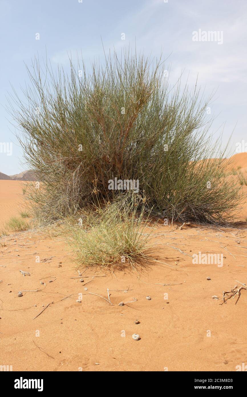 Broom bush (Leptadenia pyrotechnica) perennial leafless shrub grows