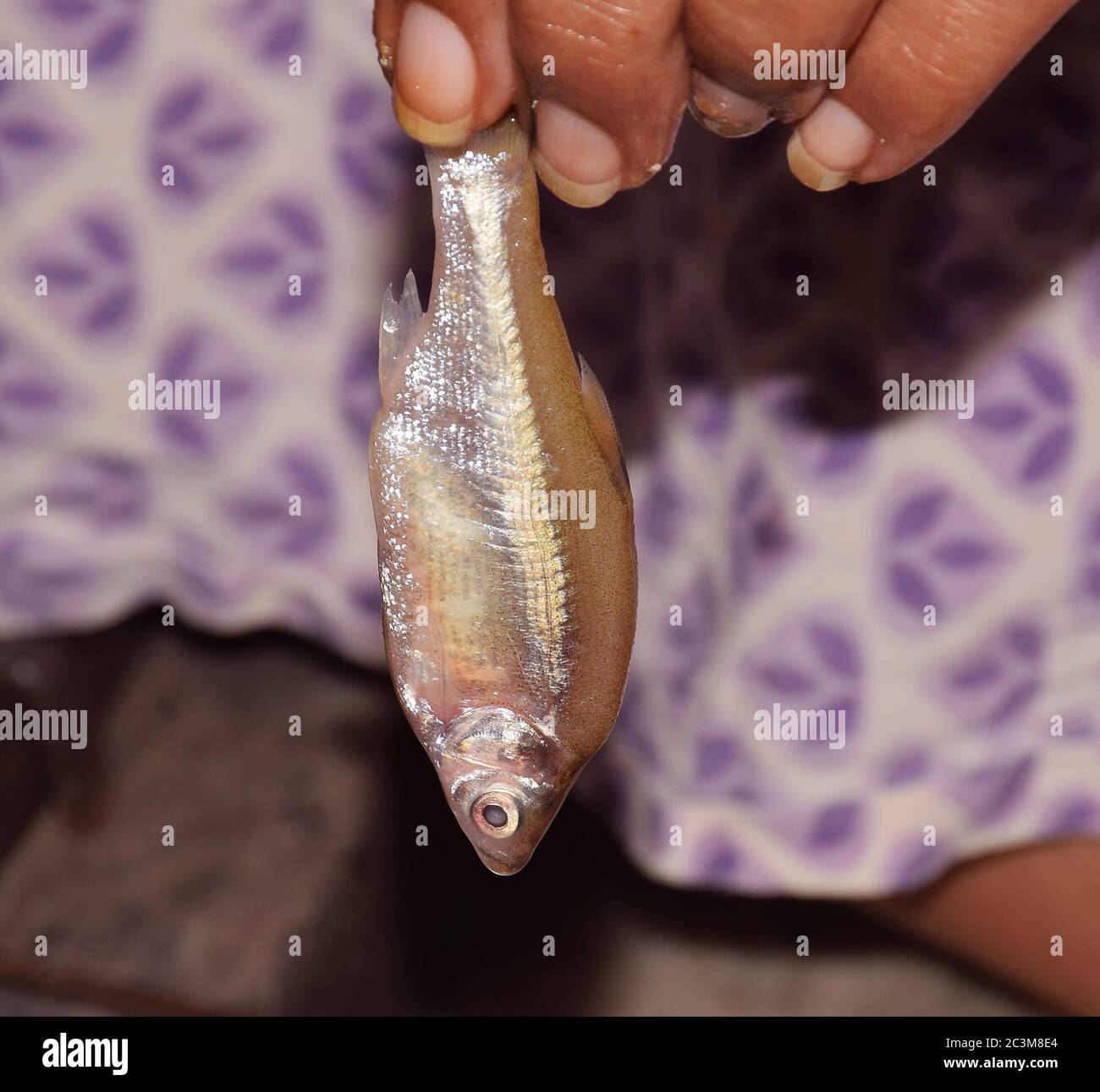 Closeup of an anchovy fish also called as Mourala Mach in Bengali