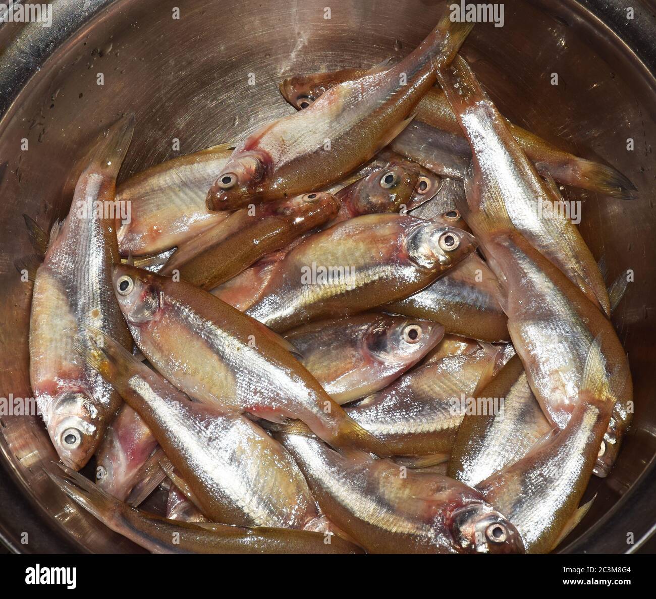 Heap of Indian anchovy fish also called as Mourala Mach in Bengali
