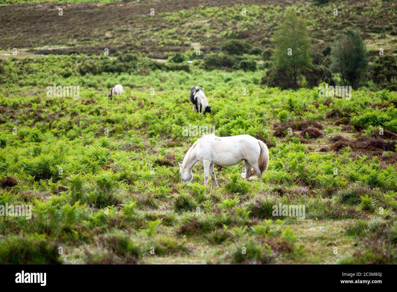 Godshill, New Forest, Hampshire, UK, 21st June 2020, Weather: The morning after summer solstice 2020 which saw heavy rain during the night. Clouds are breaking to allow the sun to shine through and the resident animals feed on the lush damp vegetation. Credit: Paul Biggins/Alamy Live News Stock Photo