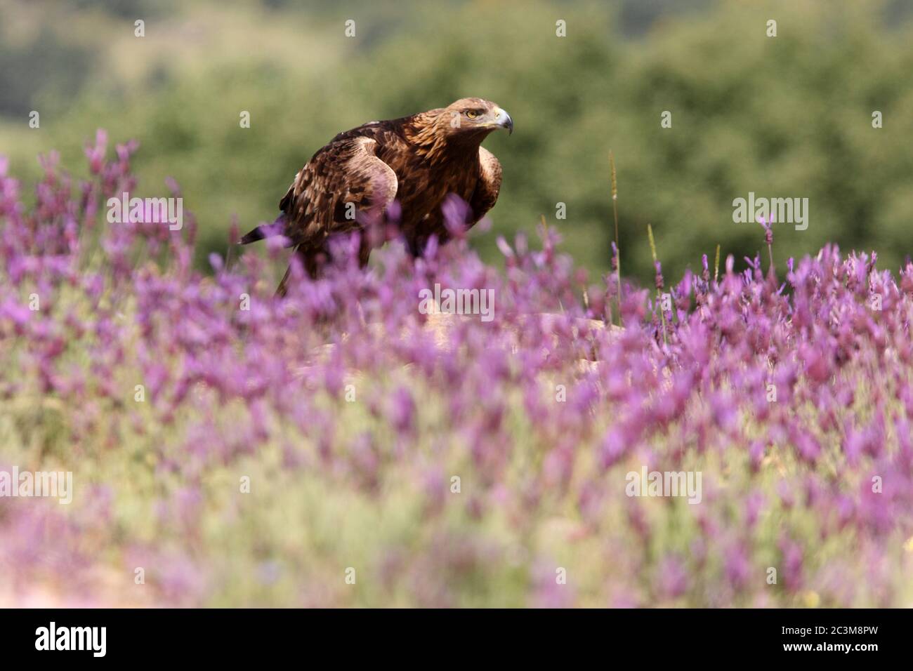 Golden eagle among purple flowers with the first light of day Stock Photo