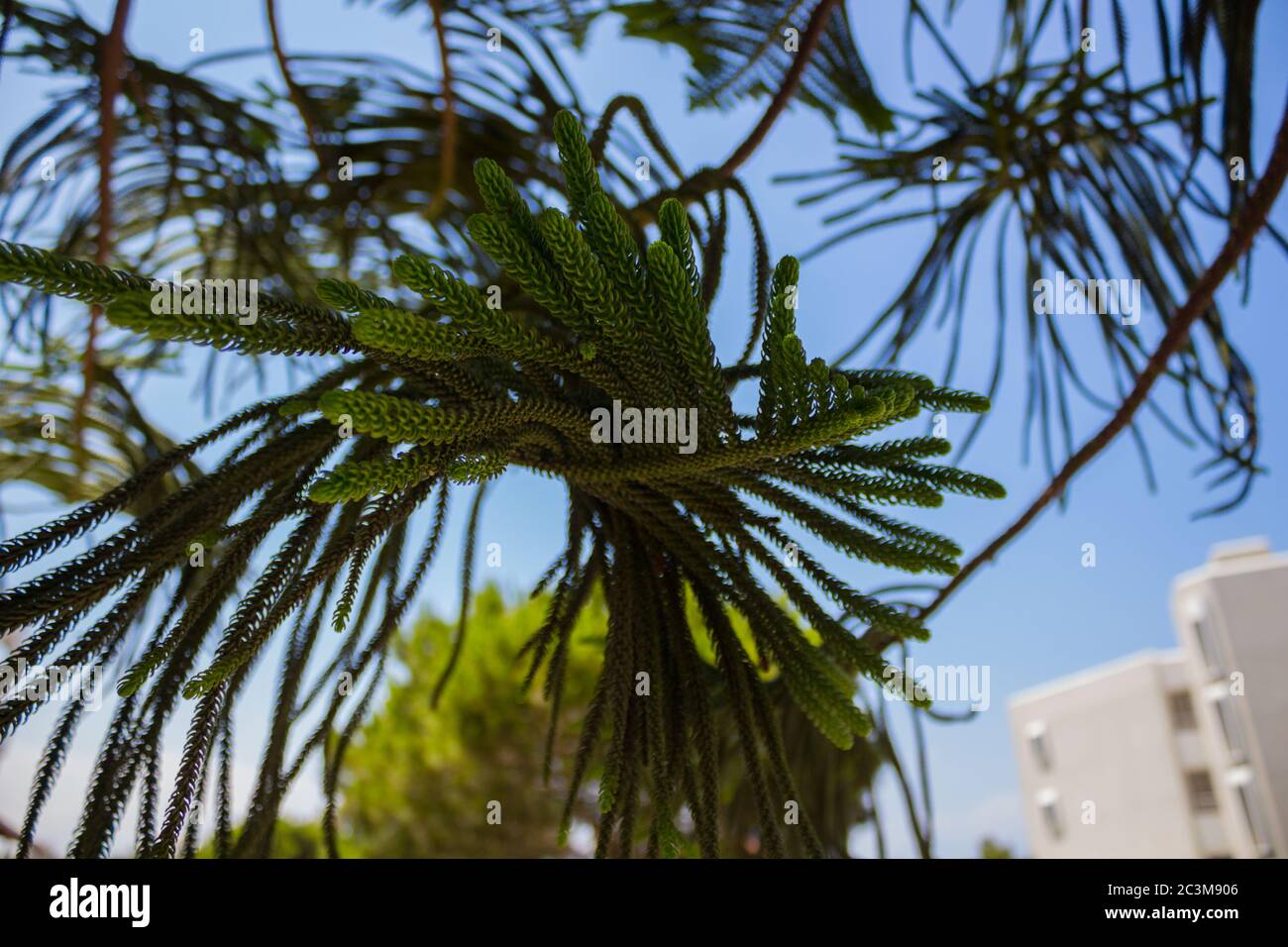 Norfolk Island pine. Araucaria heterophylla  is a member of the ancient and now disjointly distributed family Araucariaceae. Stock Photo