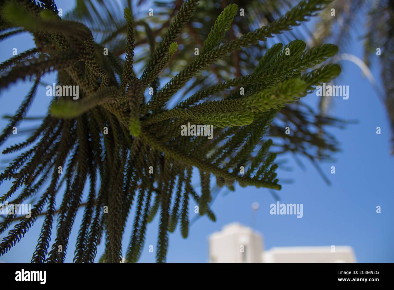 Norfolk Island pine. Araucaria heterophylla  is a member of the ancient and now disjointly distributed family Araucariaceae. Stock Photo