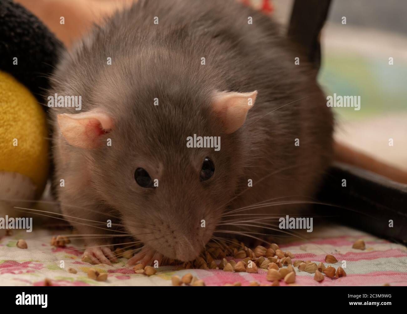 Adorable pet rats Stock Photo - Alamy