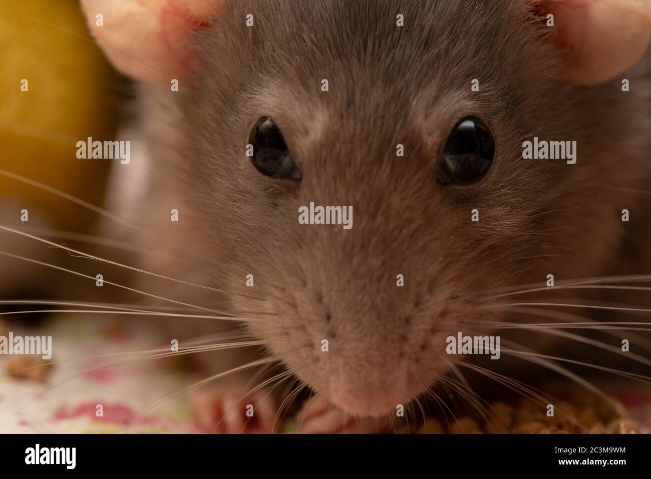 Tame rats hires stock photography and images Alamy