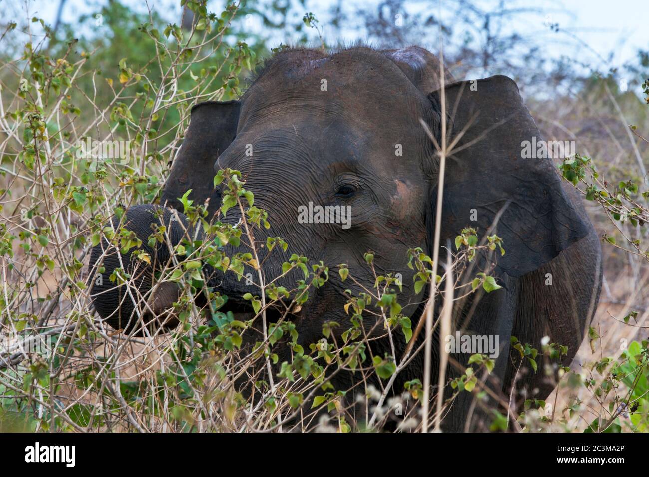 A wild elephant feeding in the savanna vegetation during a rain storm at Uda Walawe National Park near Embilipitiya in southern Sri Lanka. Stock Photo